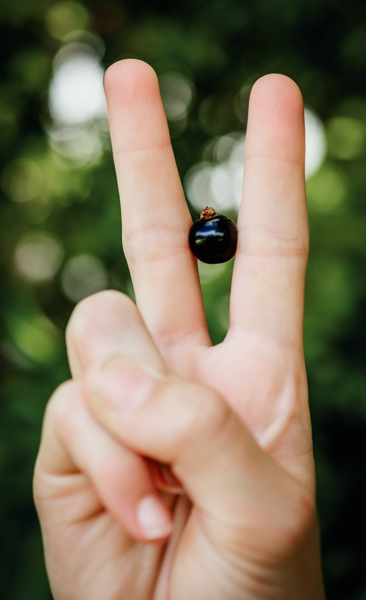 Blackcurrants are full of anthocyanins.