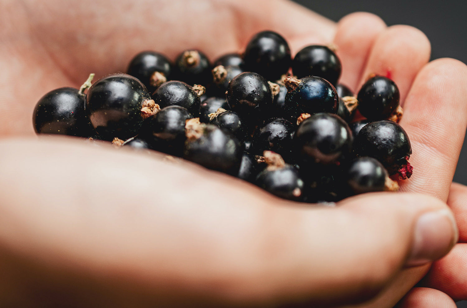 A handful of New Zealand blackcurrants